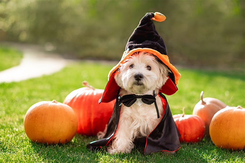 howl-o-ween-the-top-5-best-halloween-costumes-for-your-petsauthor-akeso-veterinary-clinic-strip1