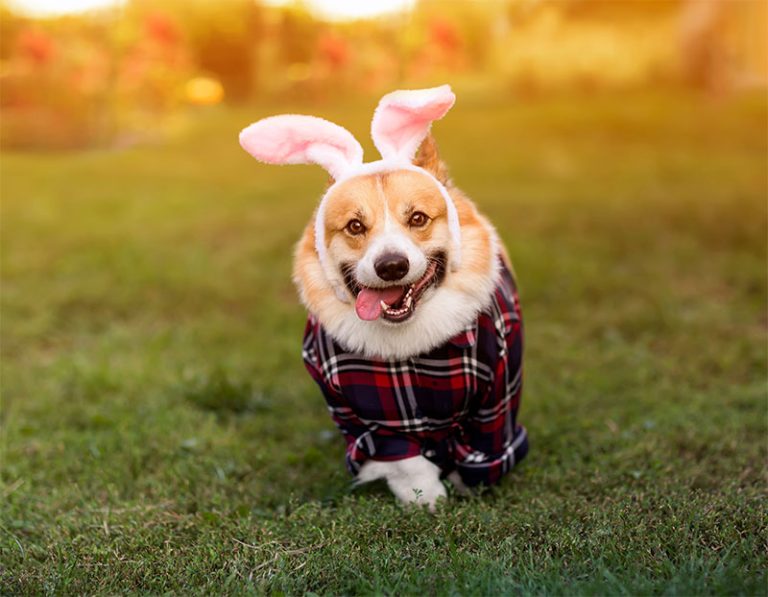 ‘Howl’-o-ween! The Top 5 Best Halloween Costumes for Your Pets ...