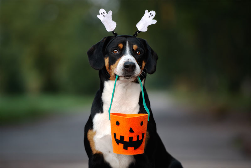 howl-o-ween-the-top-5-best-halloween-costumes-for-your-petsauthor-akeso-veterinary-clinic-strip4