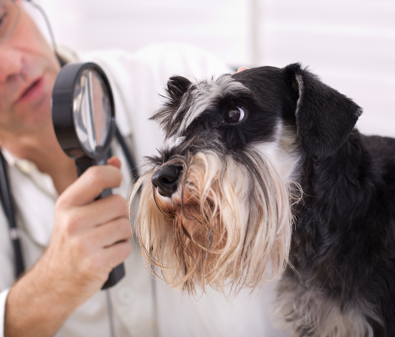 Veterinarian,Examining,Dog's,Ear,With,Magnifier.,Close,Up,Of,Miniature