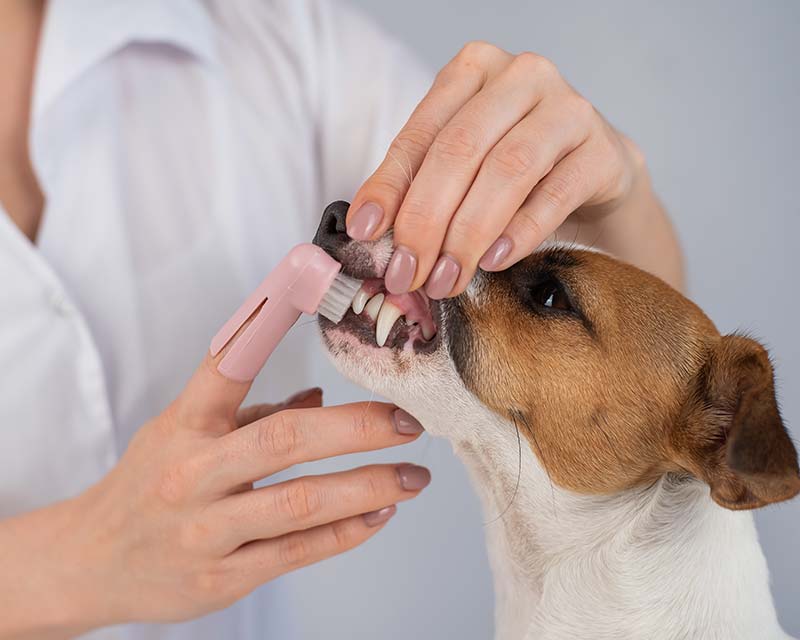 5-essential-tips-for-keeping-your-pets-teeth-healthy-during-dental-month-strip2