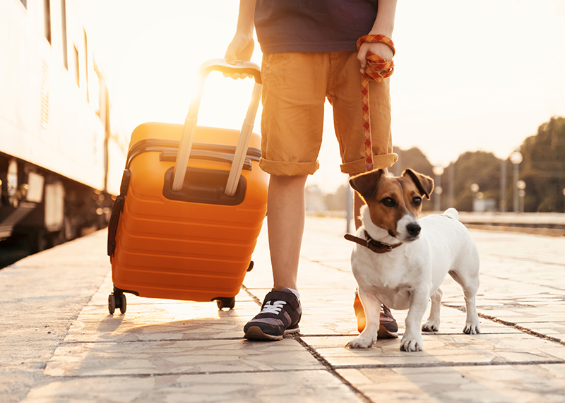 preparing-to-take-your-pet-on-vacation-10-essential-tips-for-summer-travel-strip1