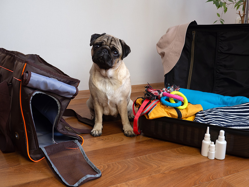 preparing-to-take-your-pet-on-vacation-10-essential-tips-for-summer-travel-strip2