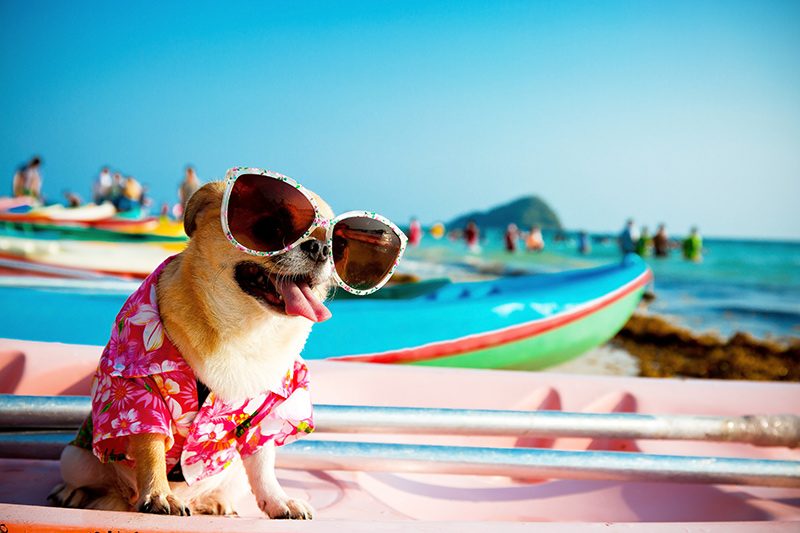preparing-to-take-your-pet-on-vacation-10-essential-tips-for-summer-travel-strip3